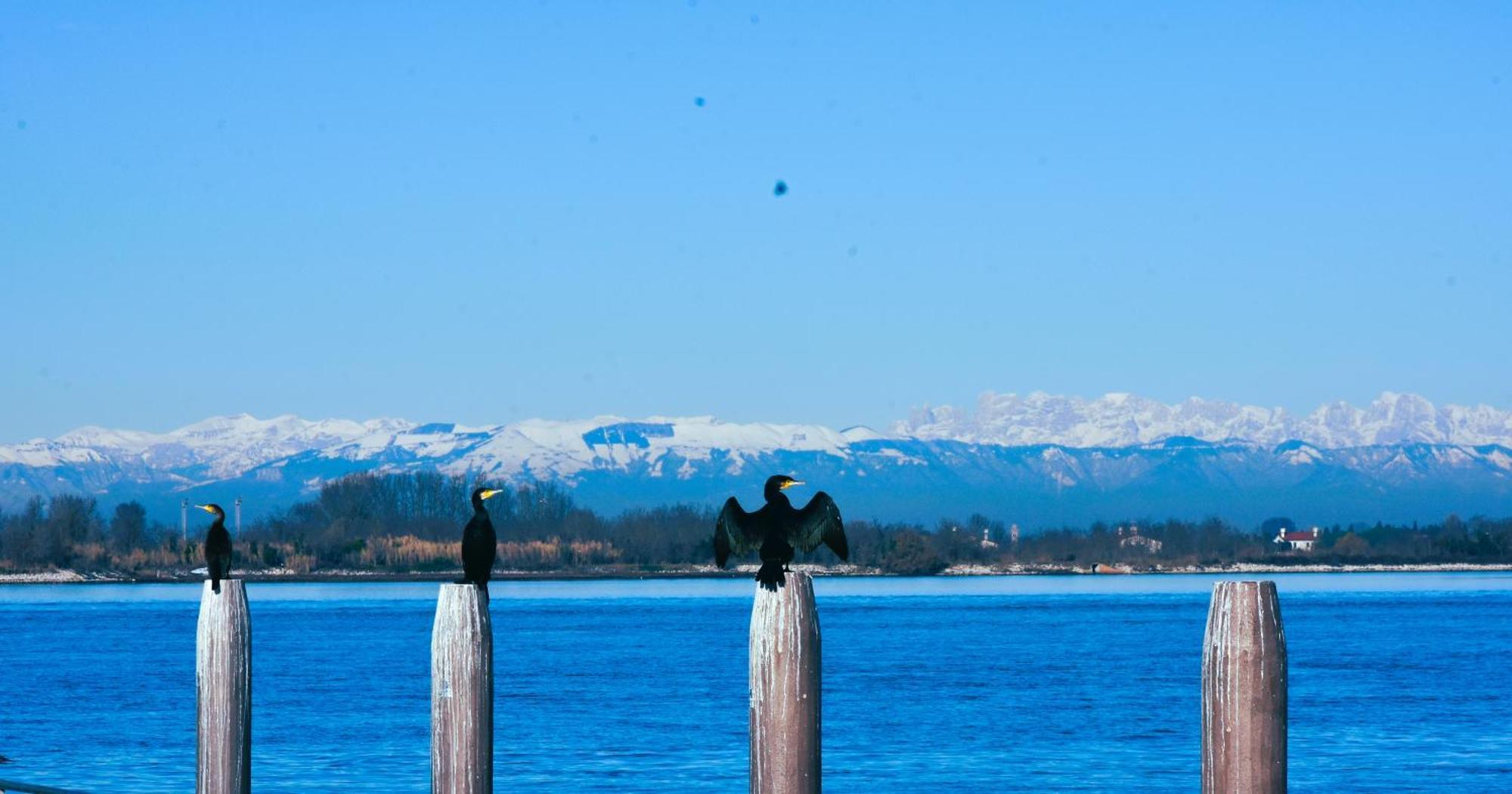 Appartamento Con Vista A Cavallino Venezia Eksteriør billede
